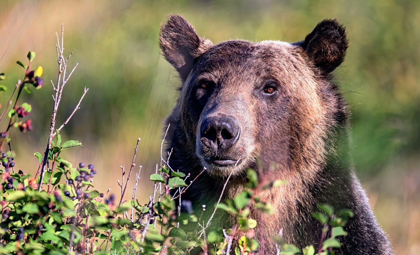 Grizzly bears help huckleberries thrive in a changing climate