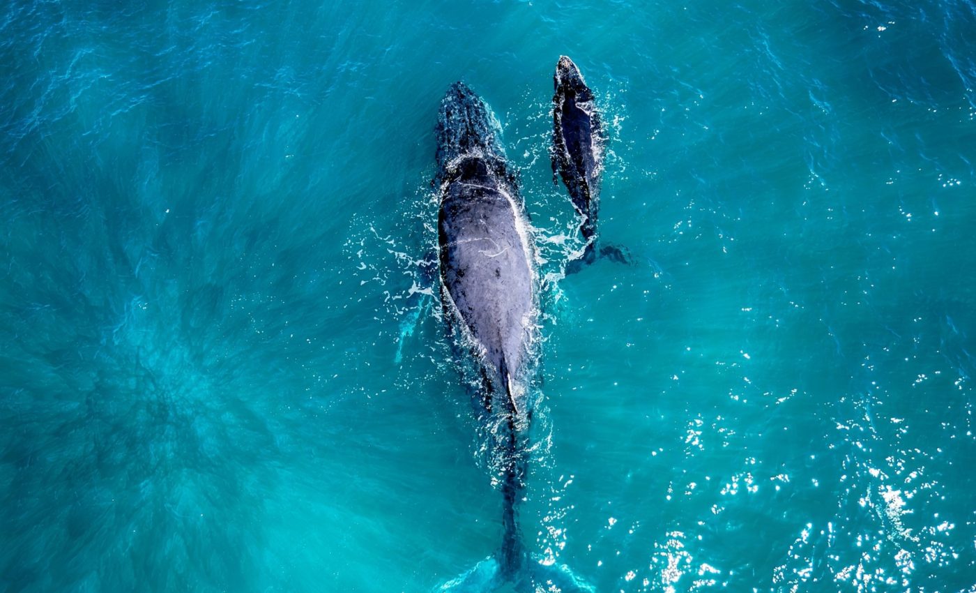 The hidden struggles of pregnant humpback whales