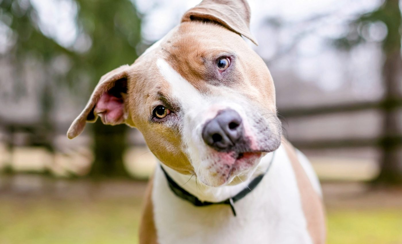 Dogs can recognize familiar human voices, even in recordings