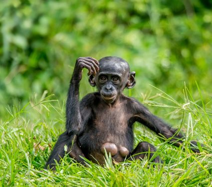 2024/12/Orphaned-bonobo.jpg