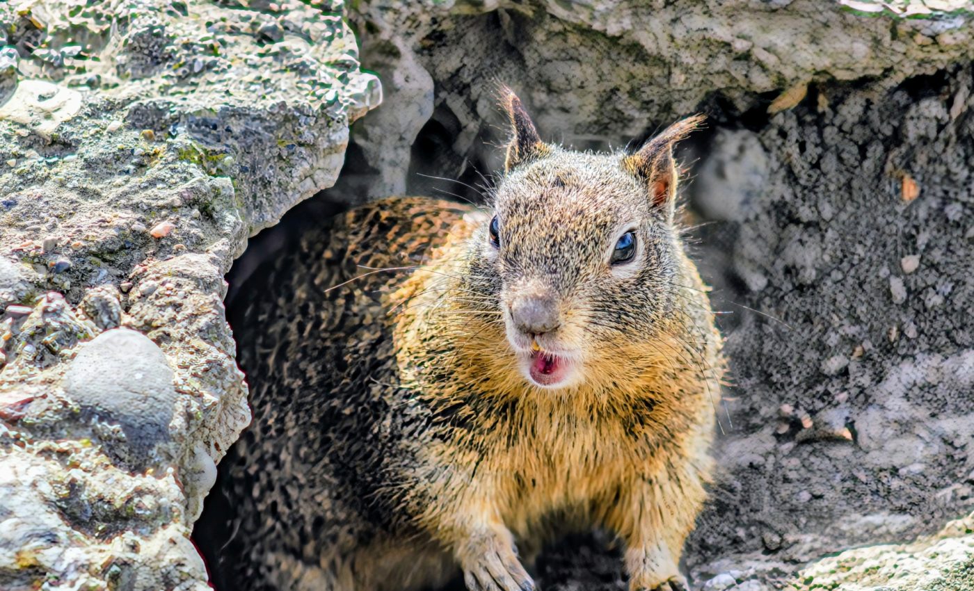 First evidence of carnivorous squirrels documented in California