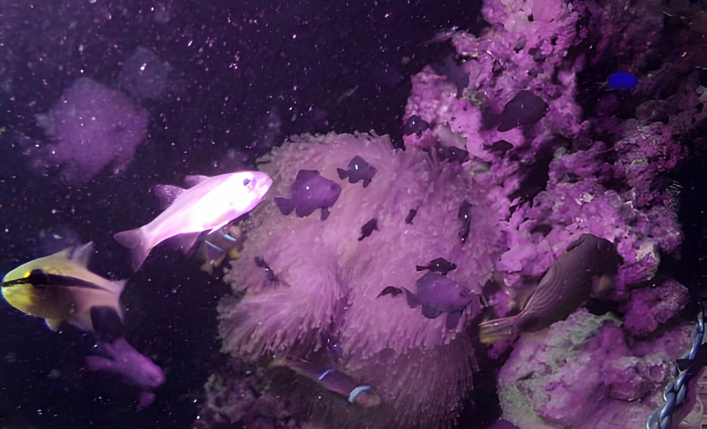 Light pollution is transforming nightlife on coral reefs