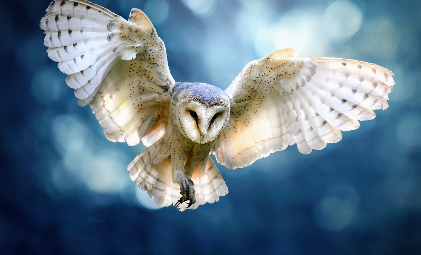 Stealthy hunters: Barn owls use moonlight for camouflage
