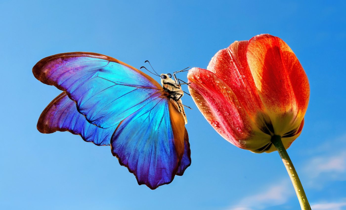 UN report calls for global change to stop biodiversity loss