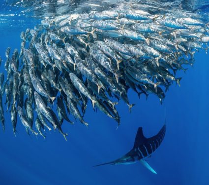2024/12/Sardine-survival2.jpg