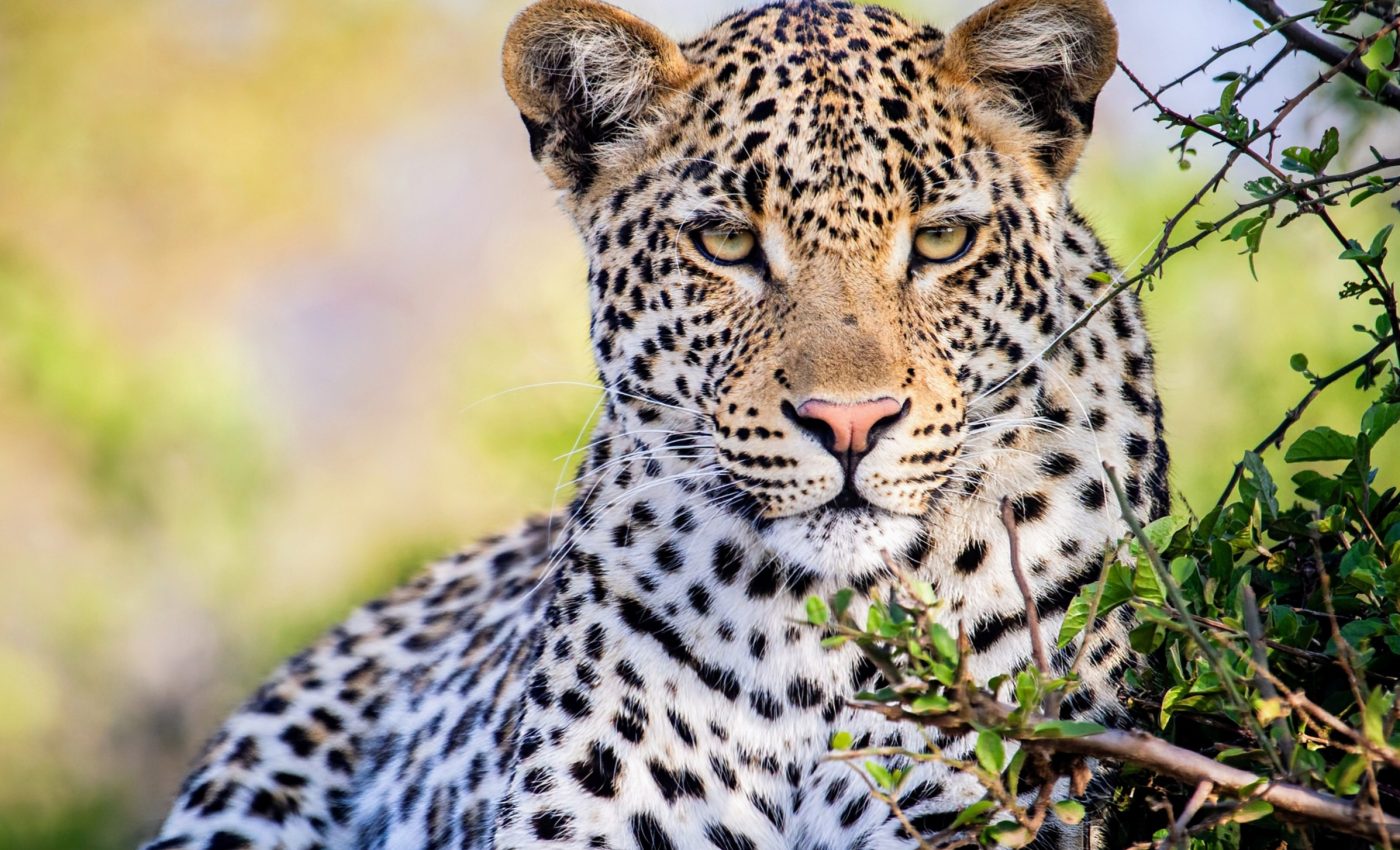 Leopards reveal their identity through a distinct roar