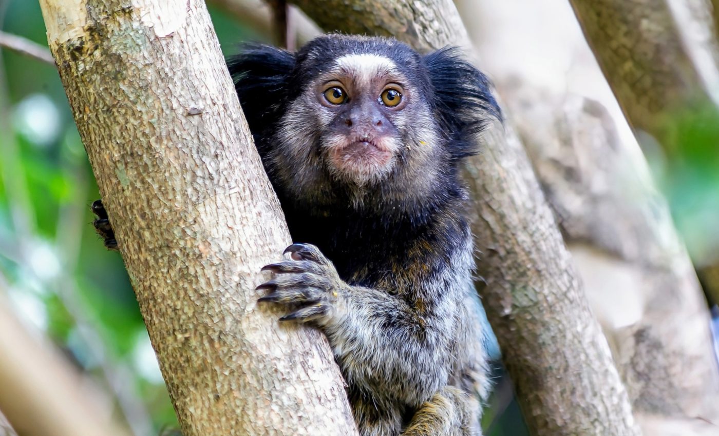 Marmosets call each other by 'names' with distinct vocalizations