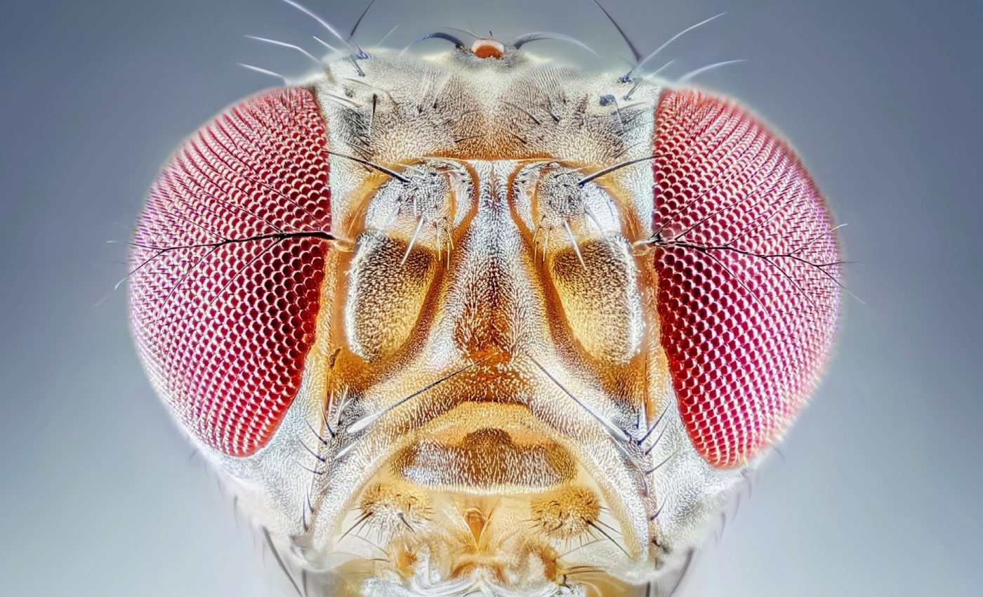 Fruit flies have a new weapon to defend against parasitic wasps