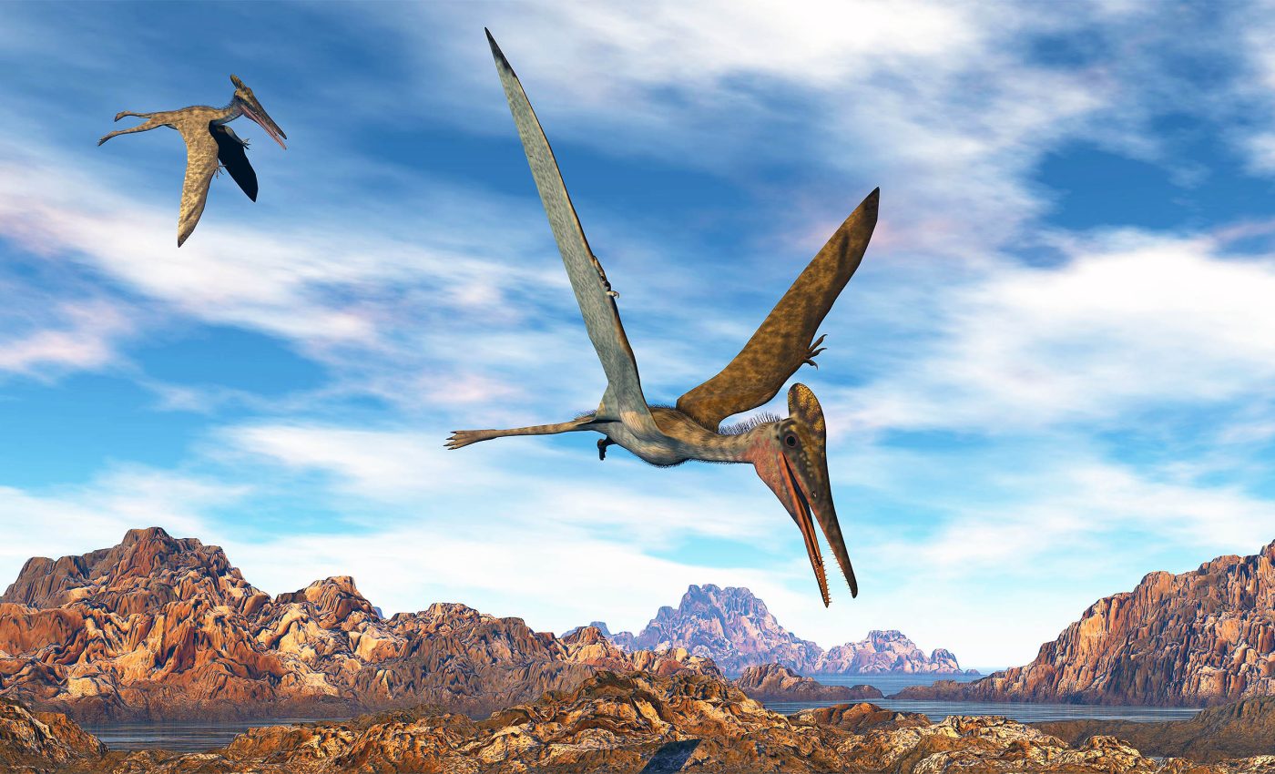 Pterodactylus: New pterosaur family members discovered that lived 150 million years ago