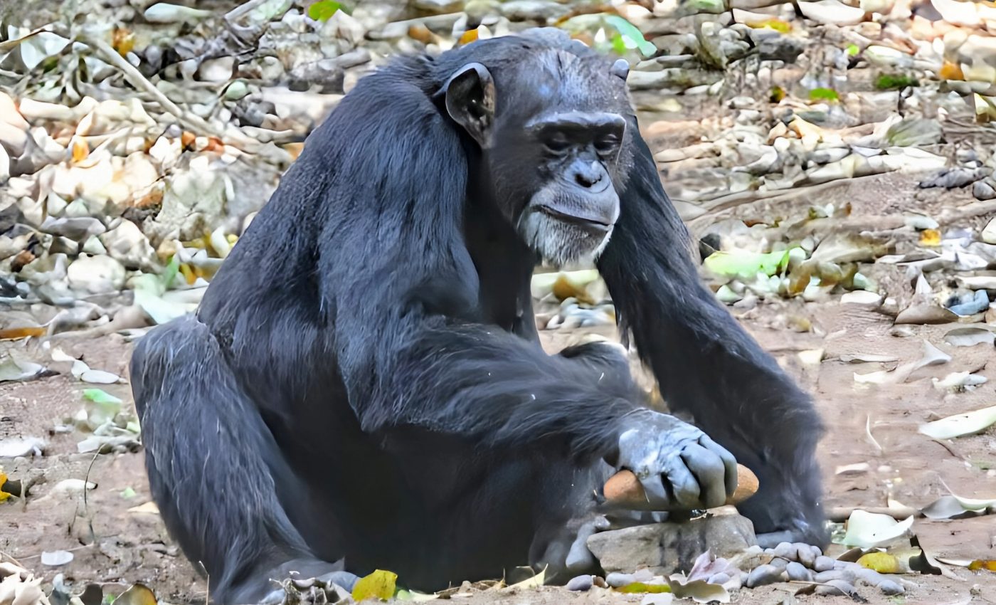 Some chimpanzees are better at cracking nuts than others
