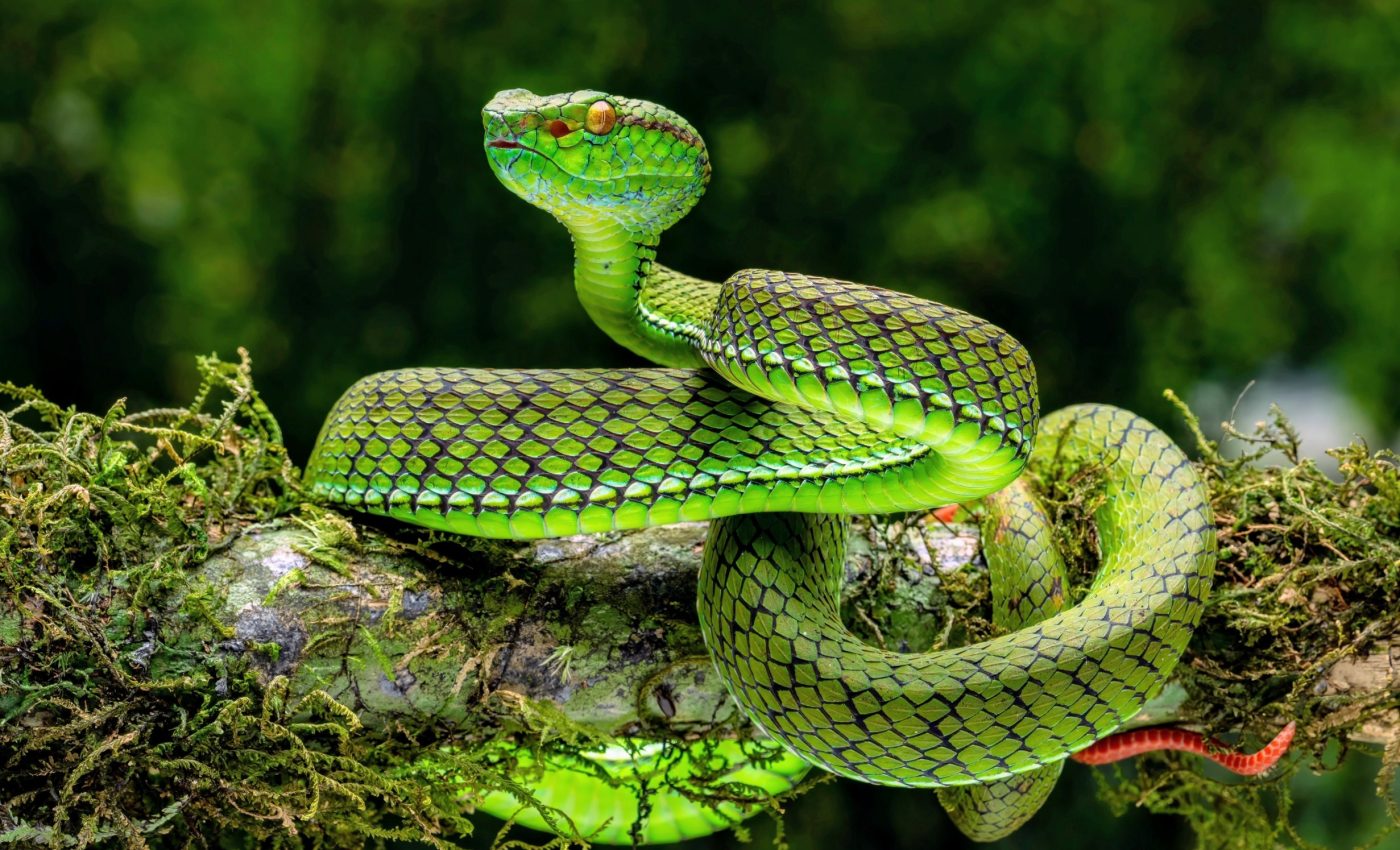 Primate brains have evolved to rapidly detect snakes