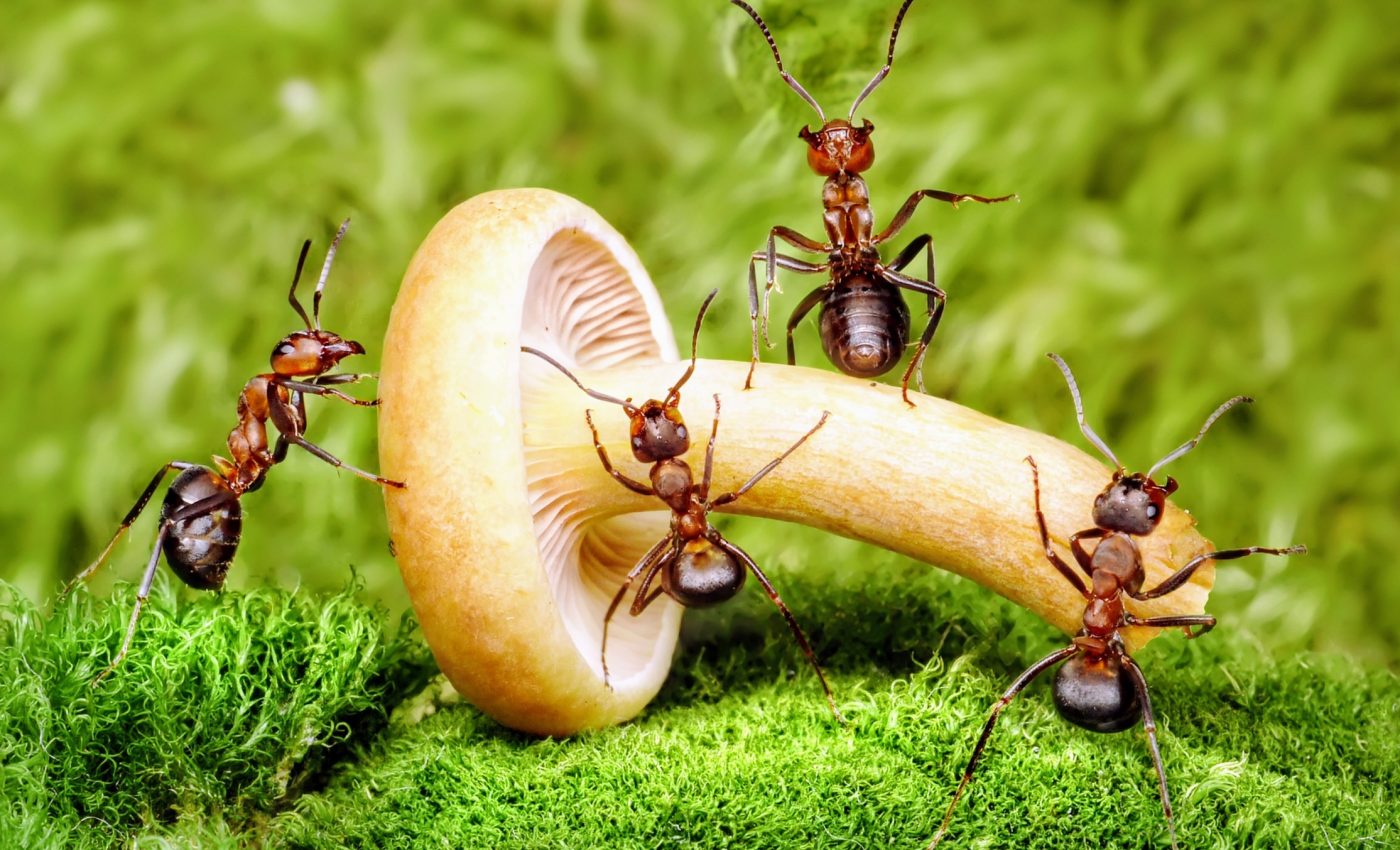 Ants work in groups more successfully than humans