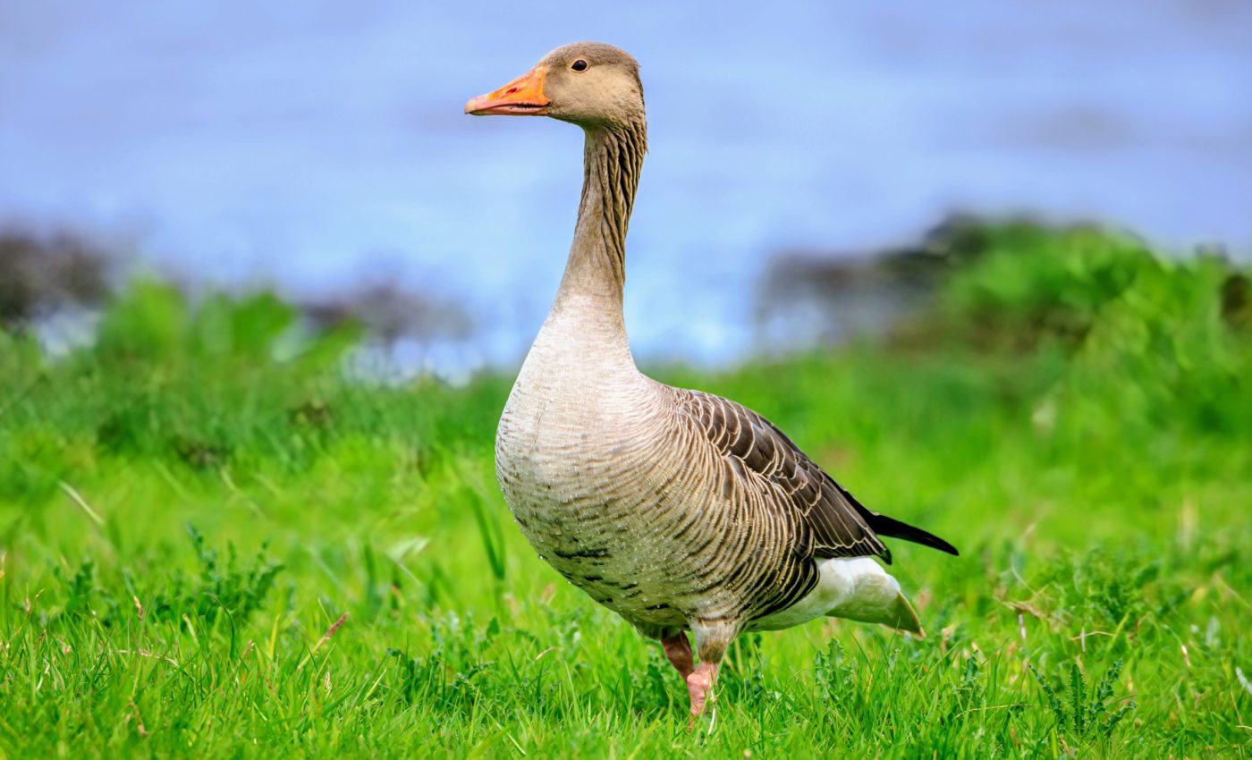 Bird flu mutations found in first severe U.S. human case