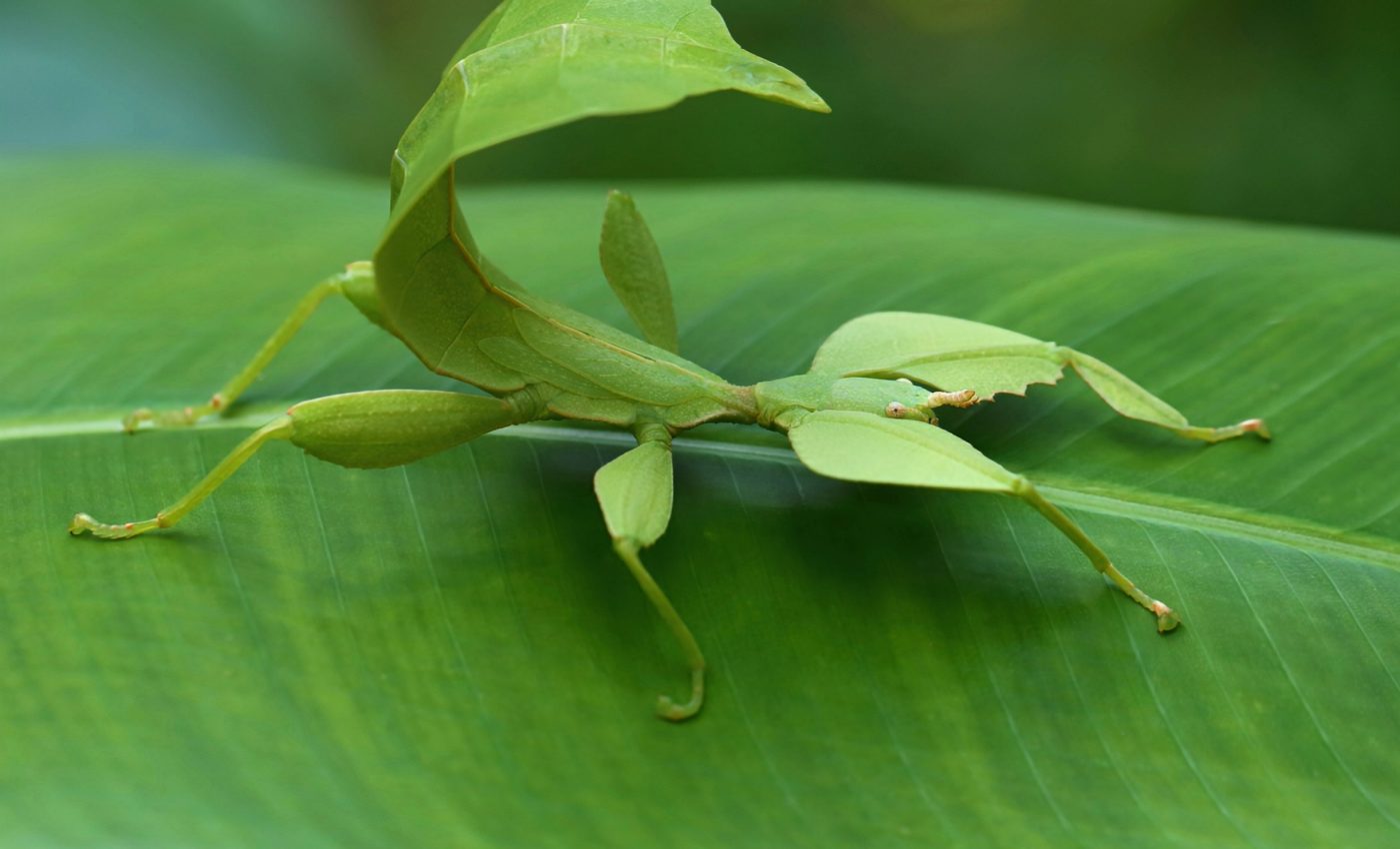 Stick and leaf insects have all evolved the same basic body parts