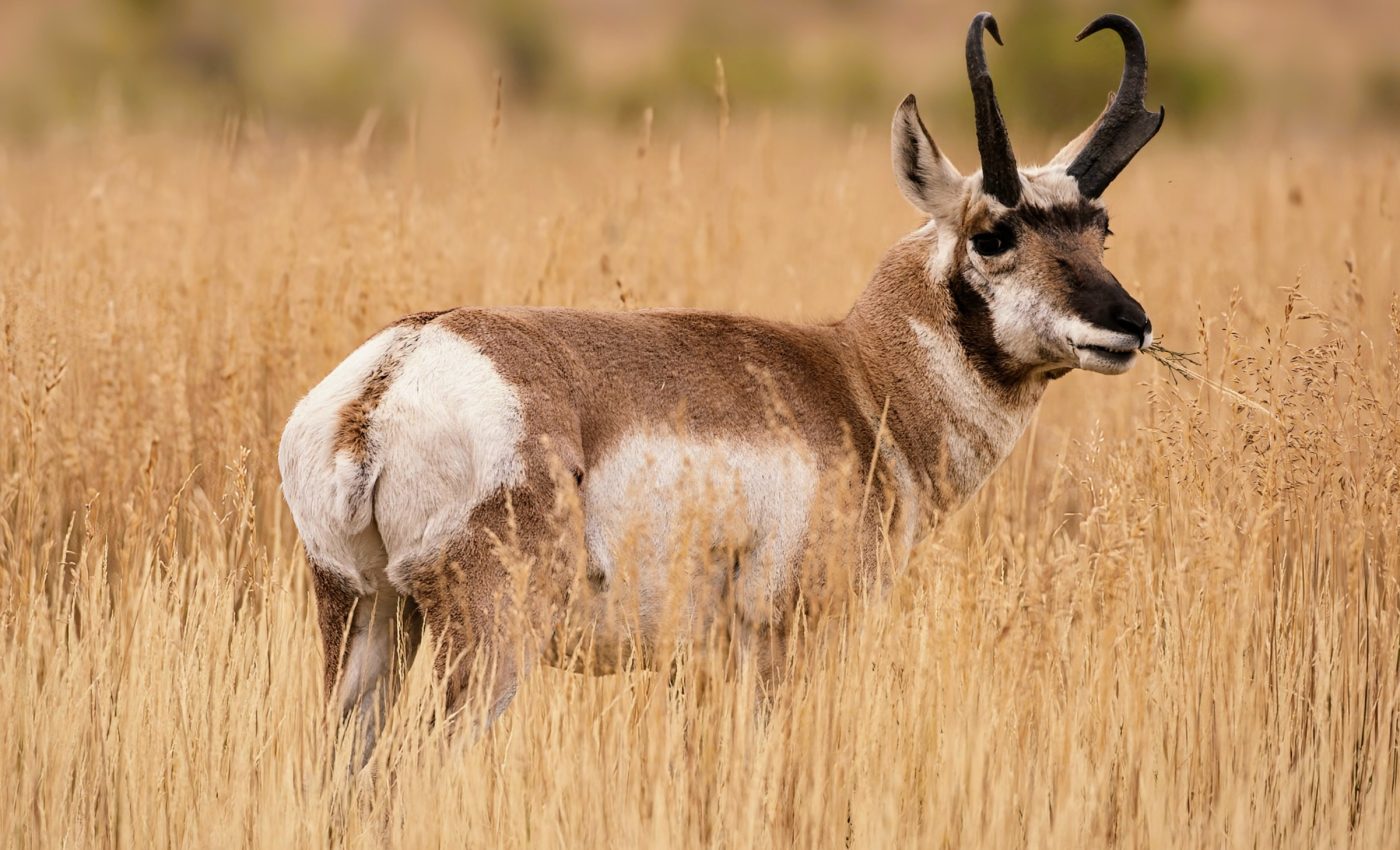 How persistent droughts will impact wildlife in the U.S.