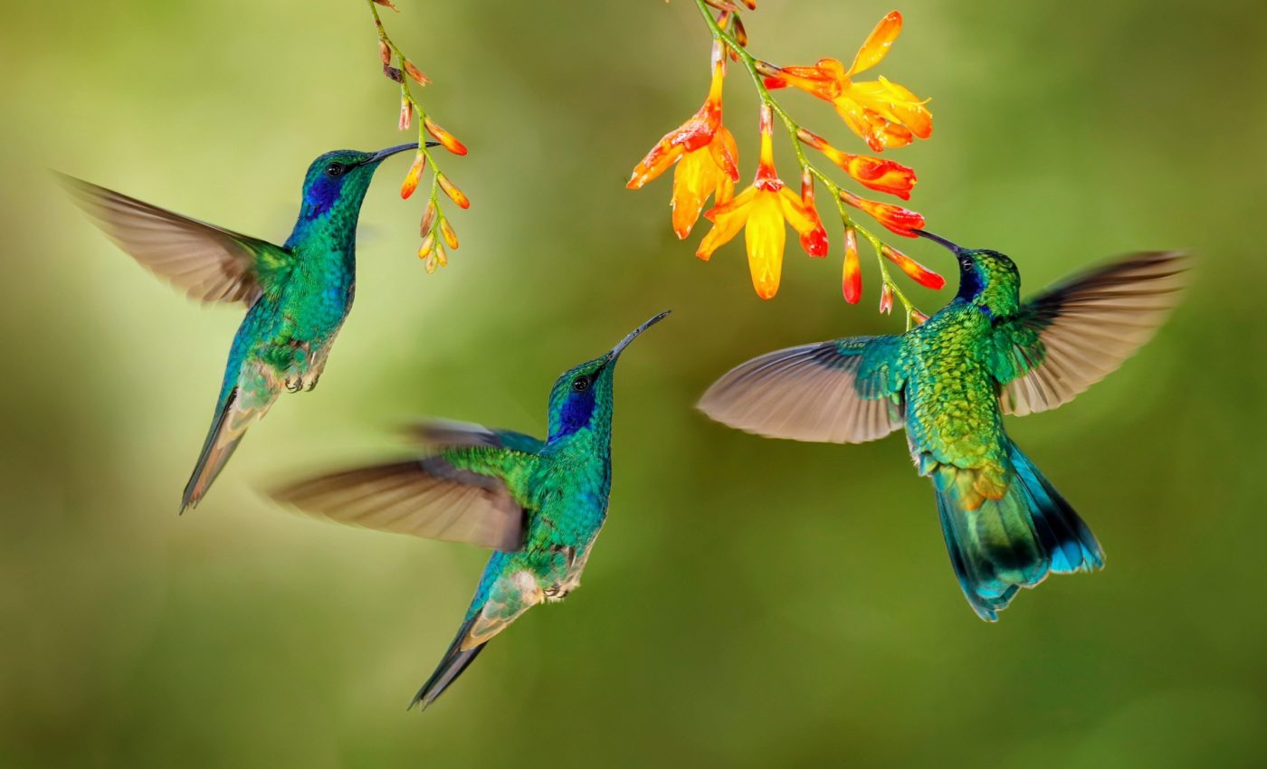 Hummingbird wings: The future of robotic flight