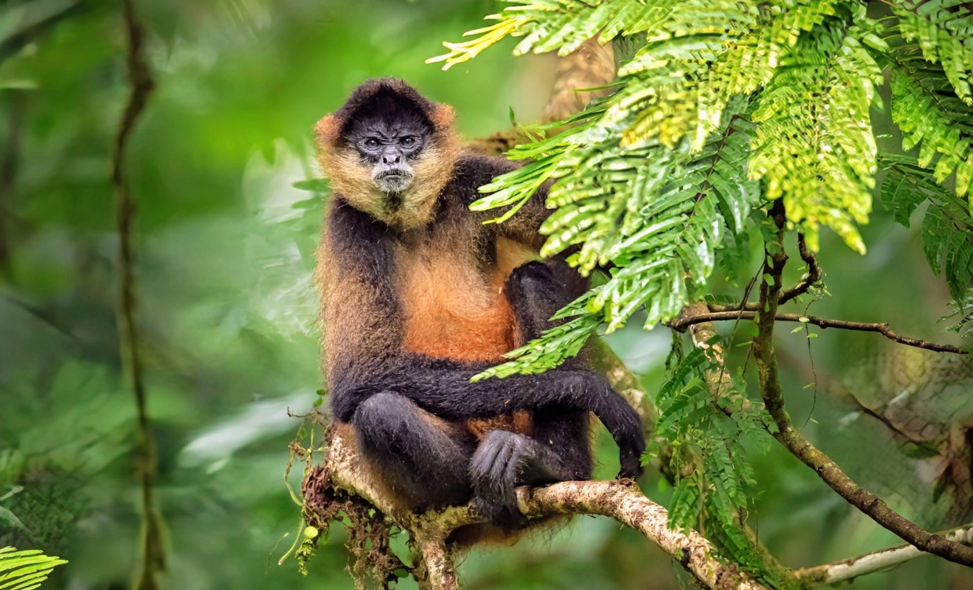 AI will monitor, track, and protect endangered species around the world