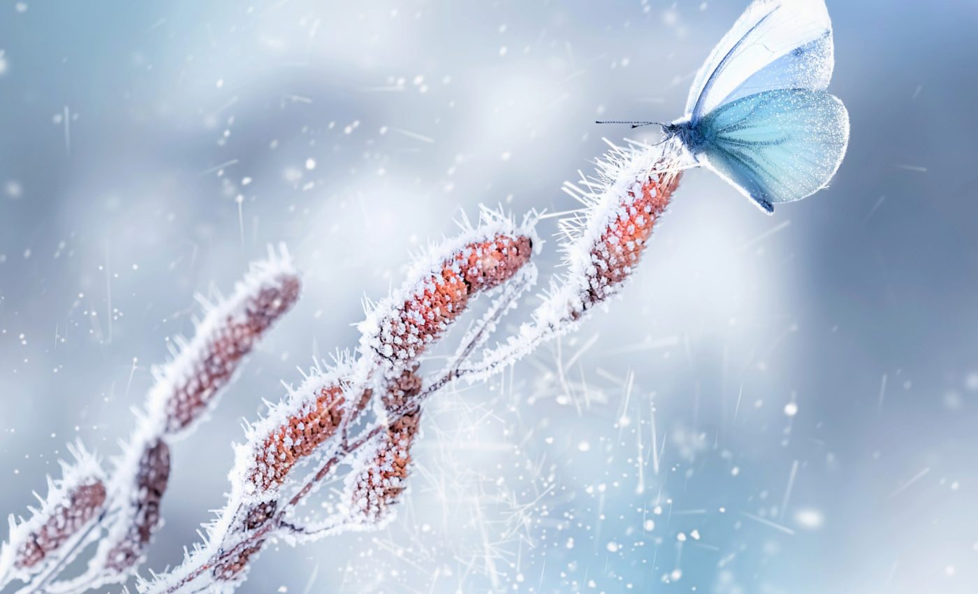 Insects are uniquely adapted to withstand harsh winter climates