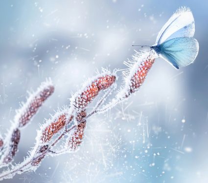 2024/12/Insects-winter.jpg