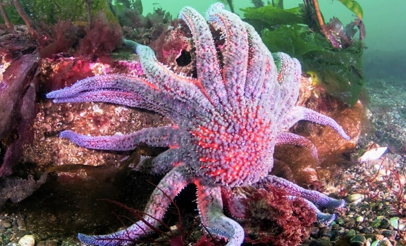 Sunflower sea stars are nearly extinct, but scientists are growing them