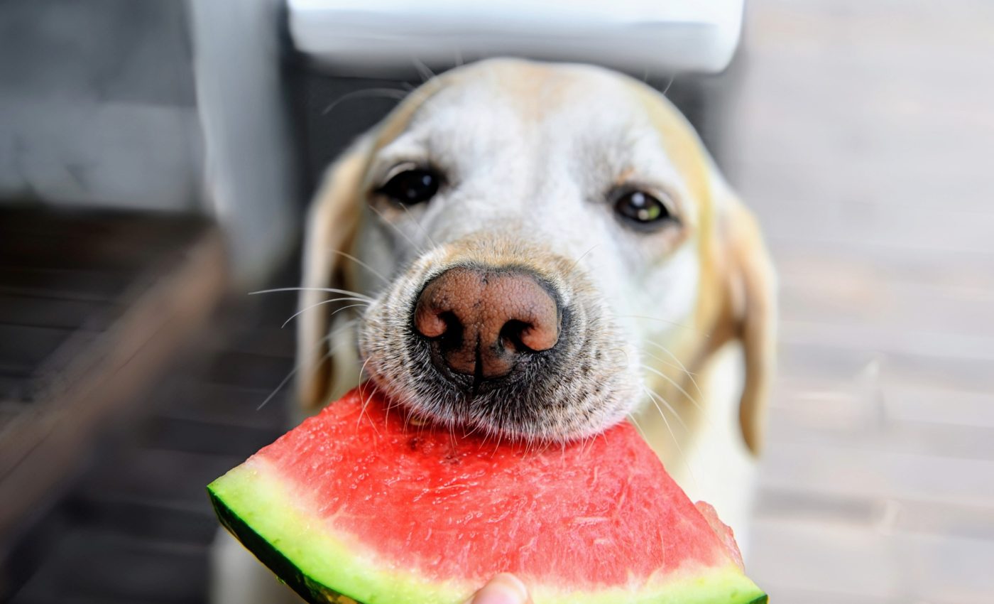 Changing how we feed our pets will improve their health and the environment