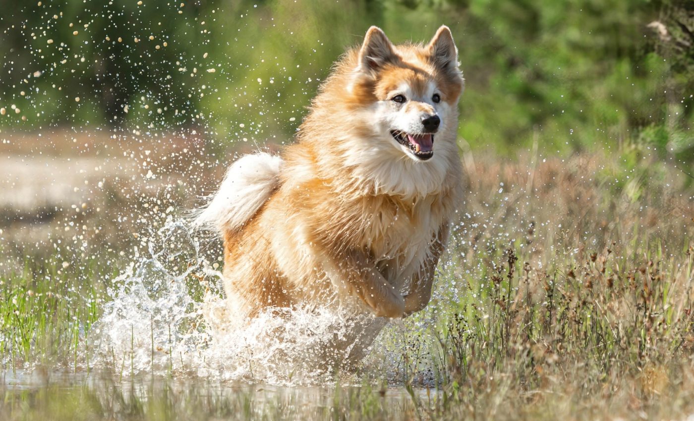 Icelandic Sheepdog is the UK’s newest recognized pedigree breed