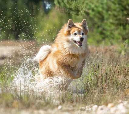 2025/01/Icelandic-sheepdog.jpg