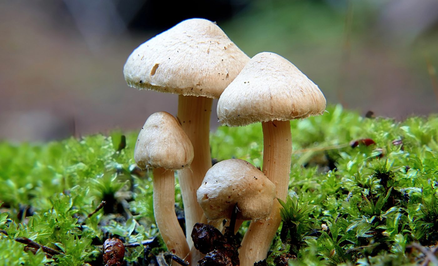 Silent invasion: How microplastics are disrupting land ecosystems