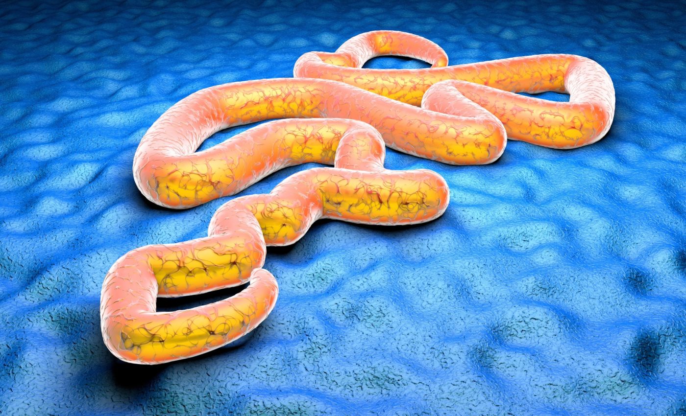 Skin may play a hidden role in Ebola infection