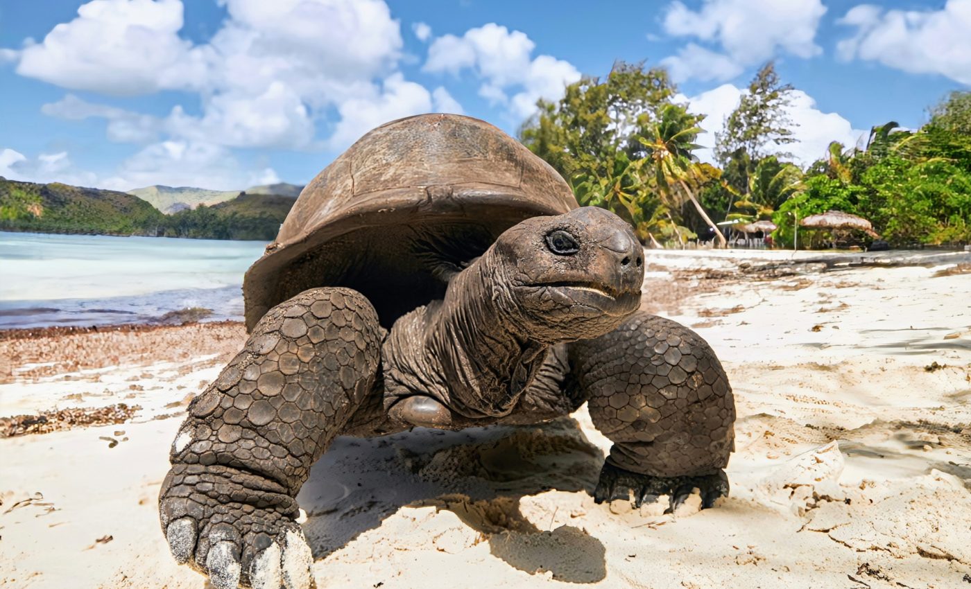 Public concern over species extinctions fades quickly