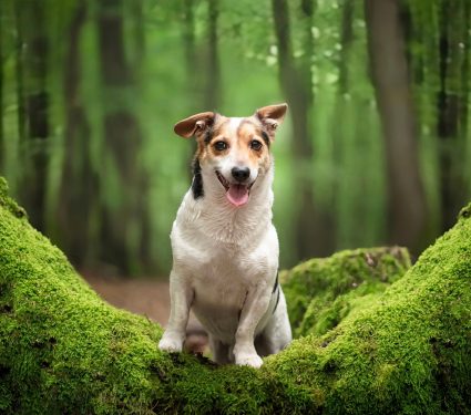 2025/01/Dogs-invasive-species.jpg