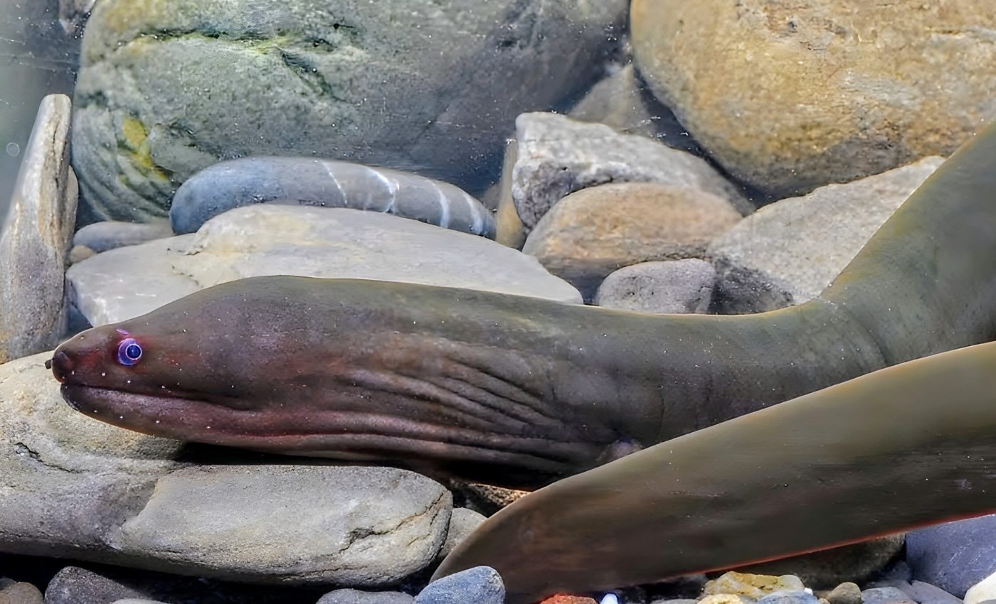 Serpent-like eel named after Hades, god of the underworld