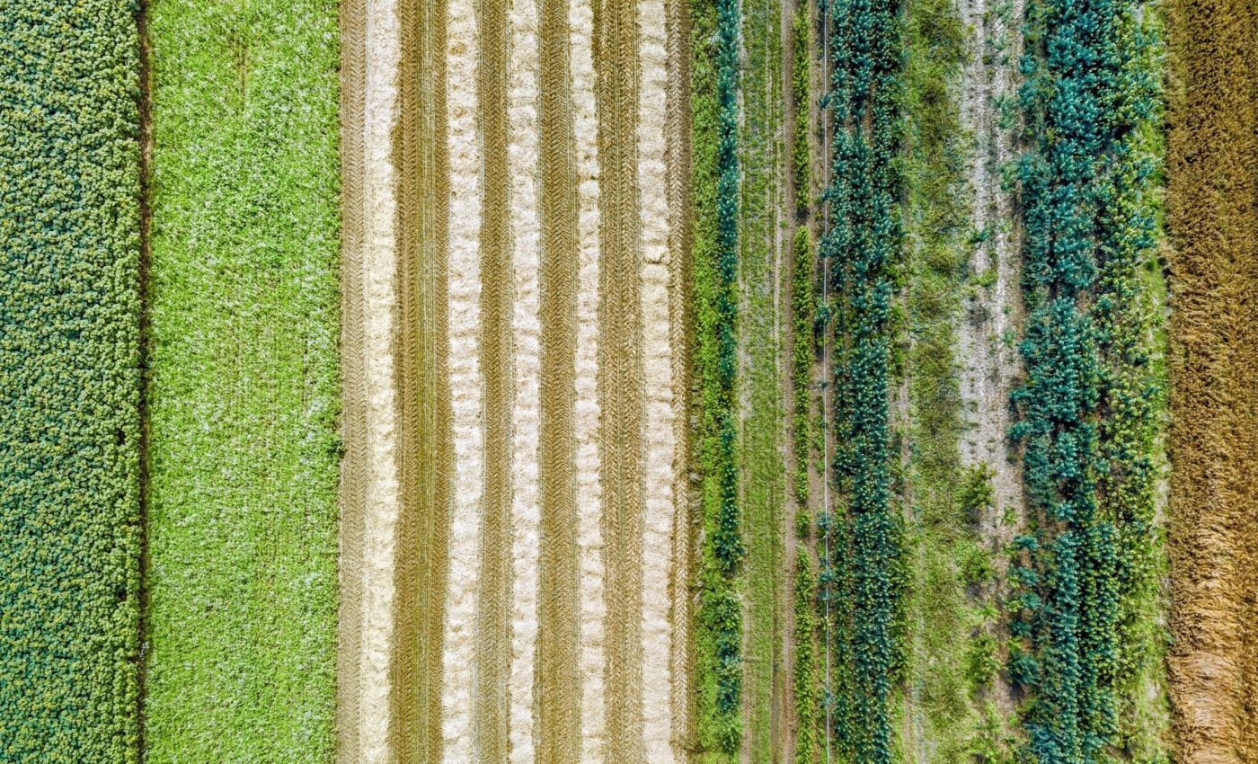 Mixed cover crops may be the future of sustainable farming