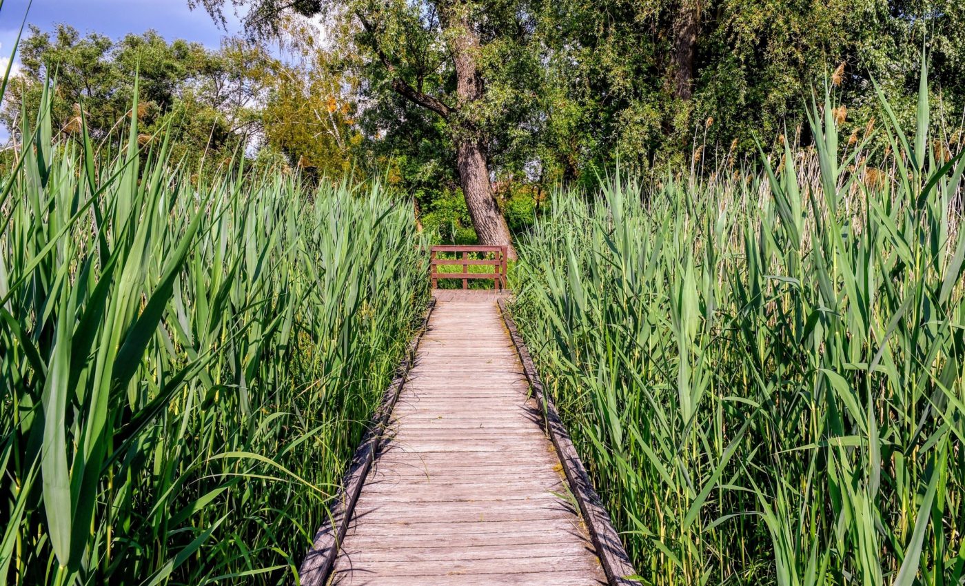 Reed beds: A sustainable revolution in wastewater management