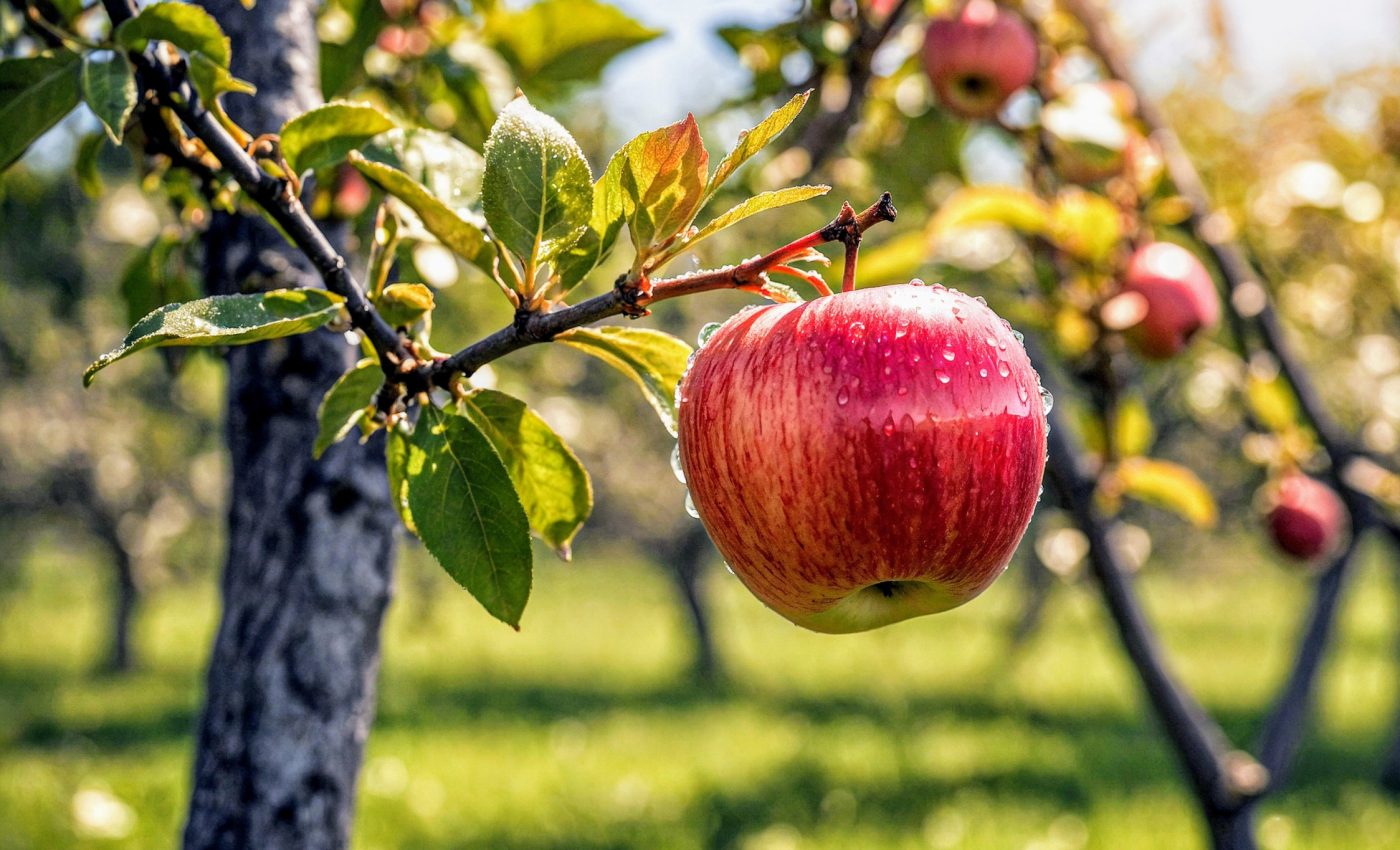 Apple orchards face compounding threats from climate change