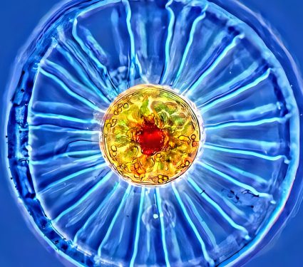 2025/01/Diatoms-light.jpeg