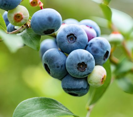 2025/01/Blueberry-disease.jpg