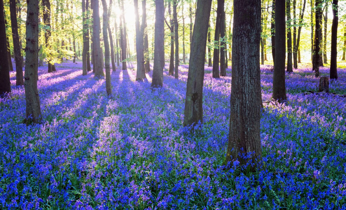 Plants living in the shade get much more light than previously believed
