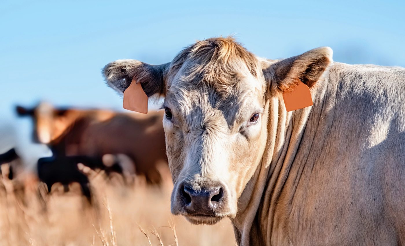 How AI can help reduce methane emissions from cows