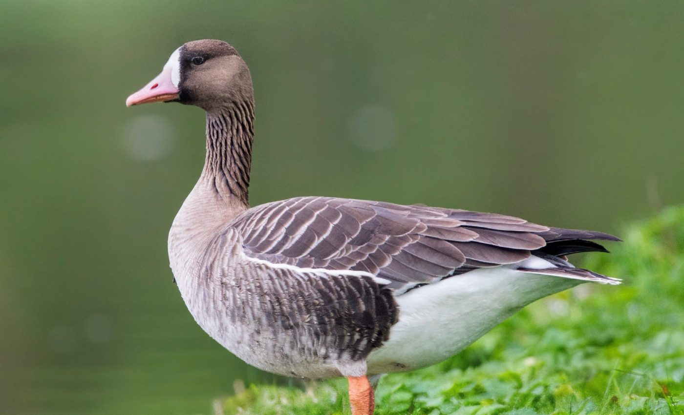 Bird diversity is rebounding in the Yangtze River Basin