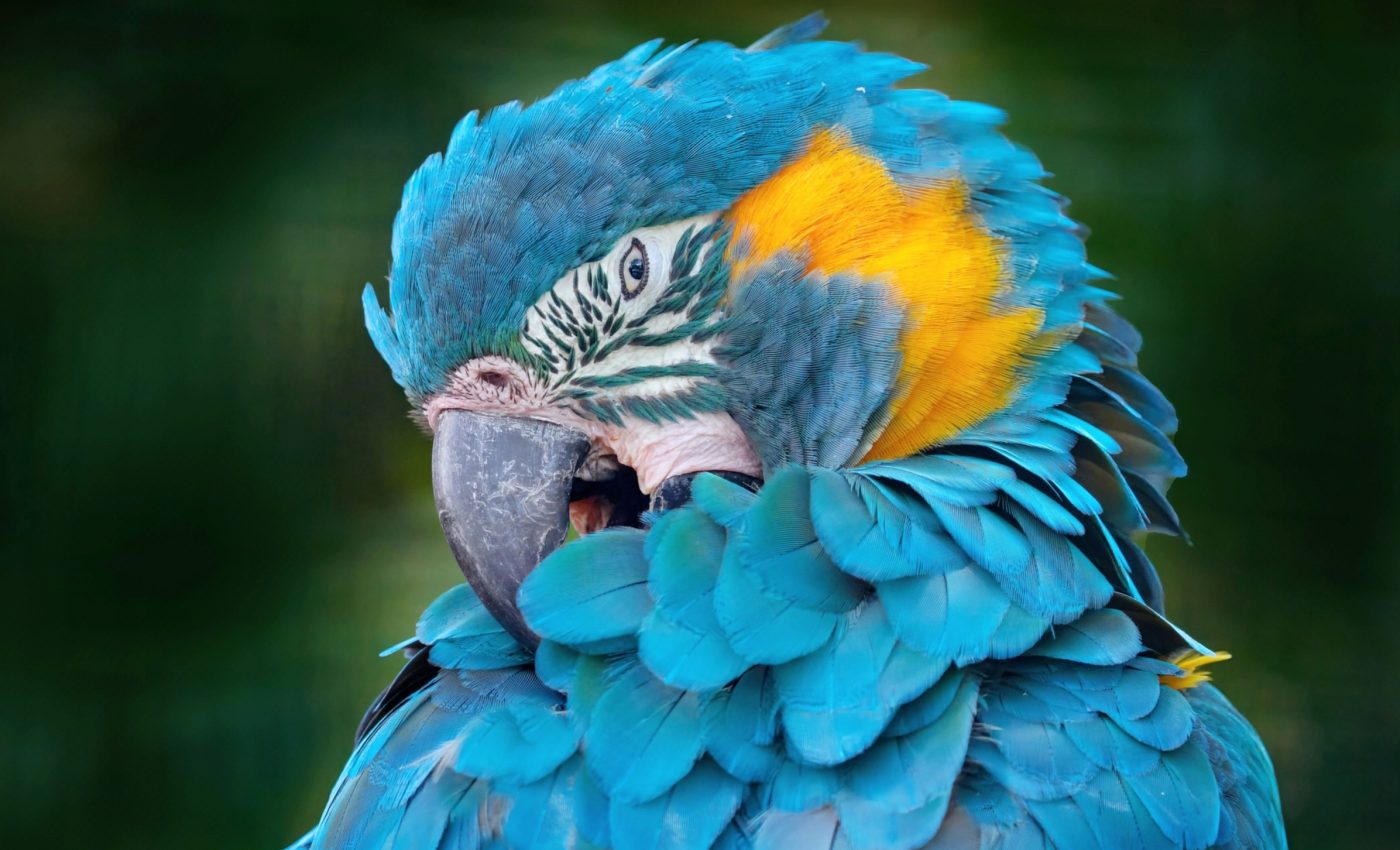 Blue-throated macaws have human-like imitation skills