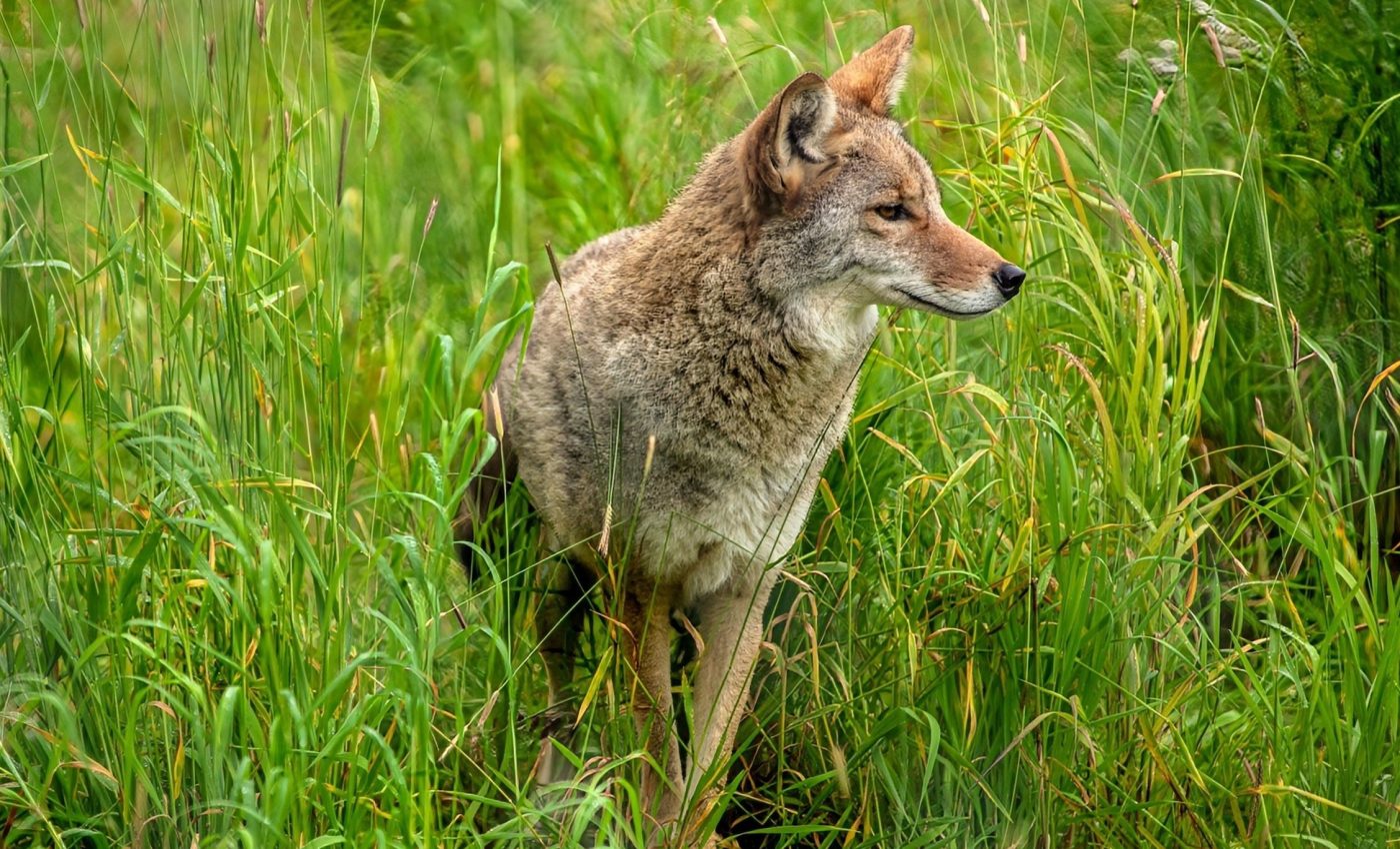 Hunting coyotes may be fueling their population growth