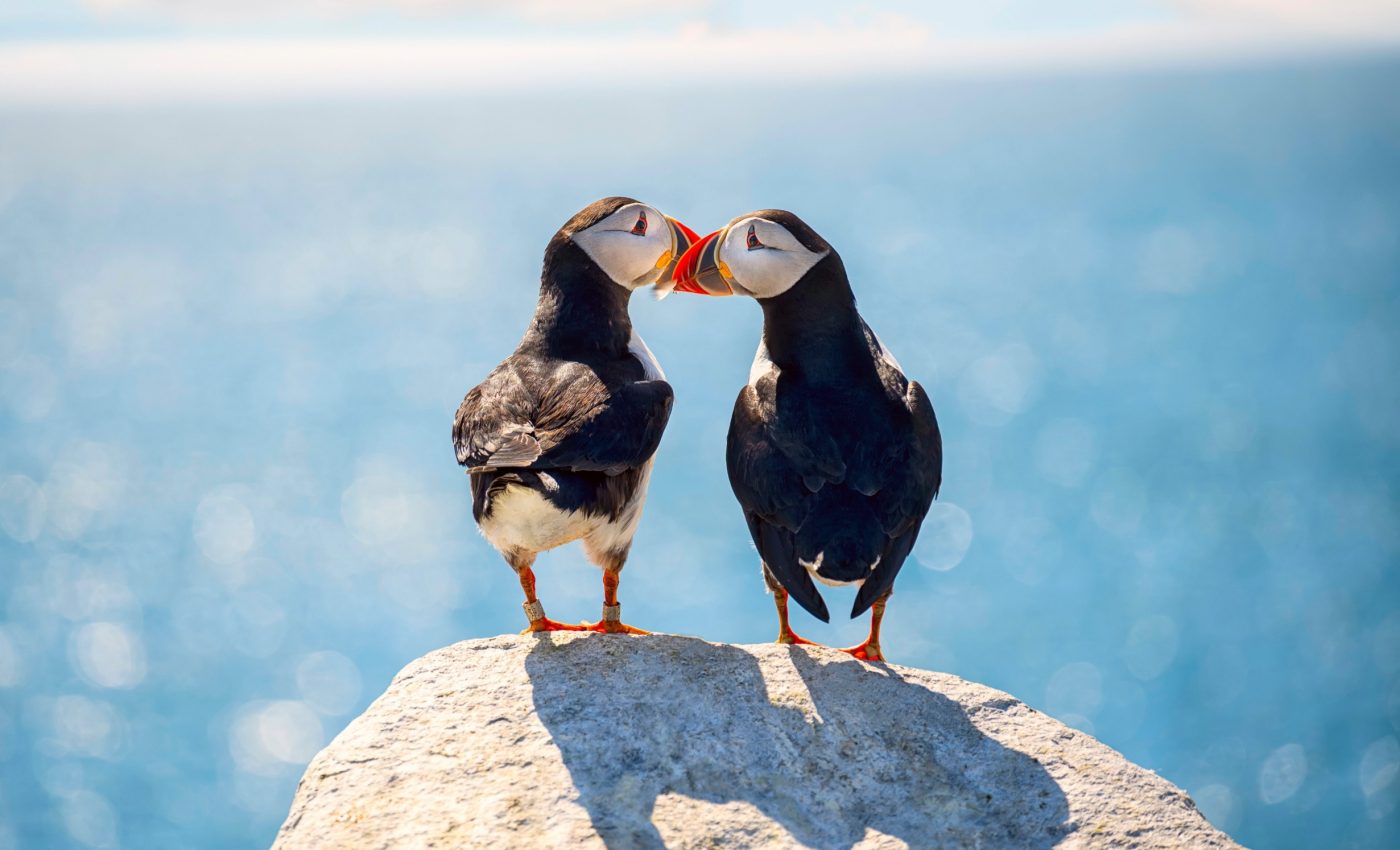 Why some bird couples 'divorce' and some stay together forever