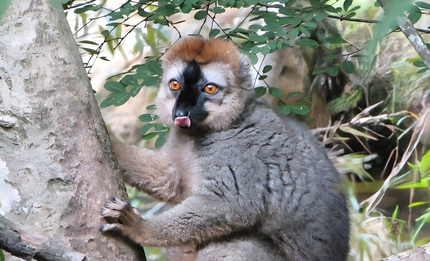 Endangered lemurs: Millions of years of diversity at risk