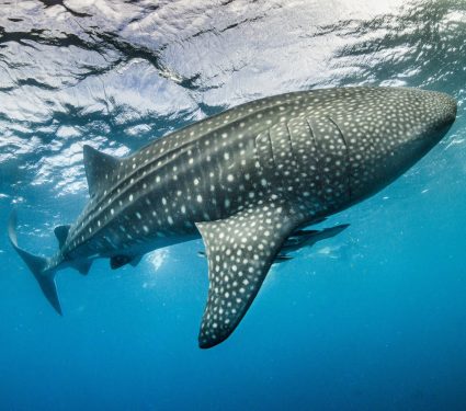 2025/01/Whale-shark-mating.jpg