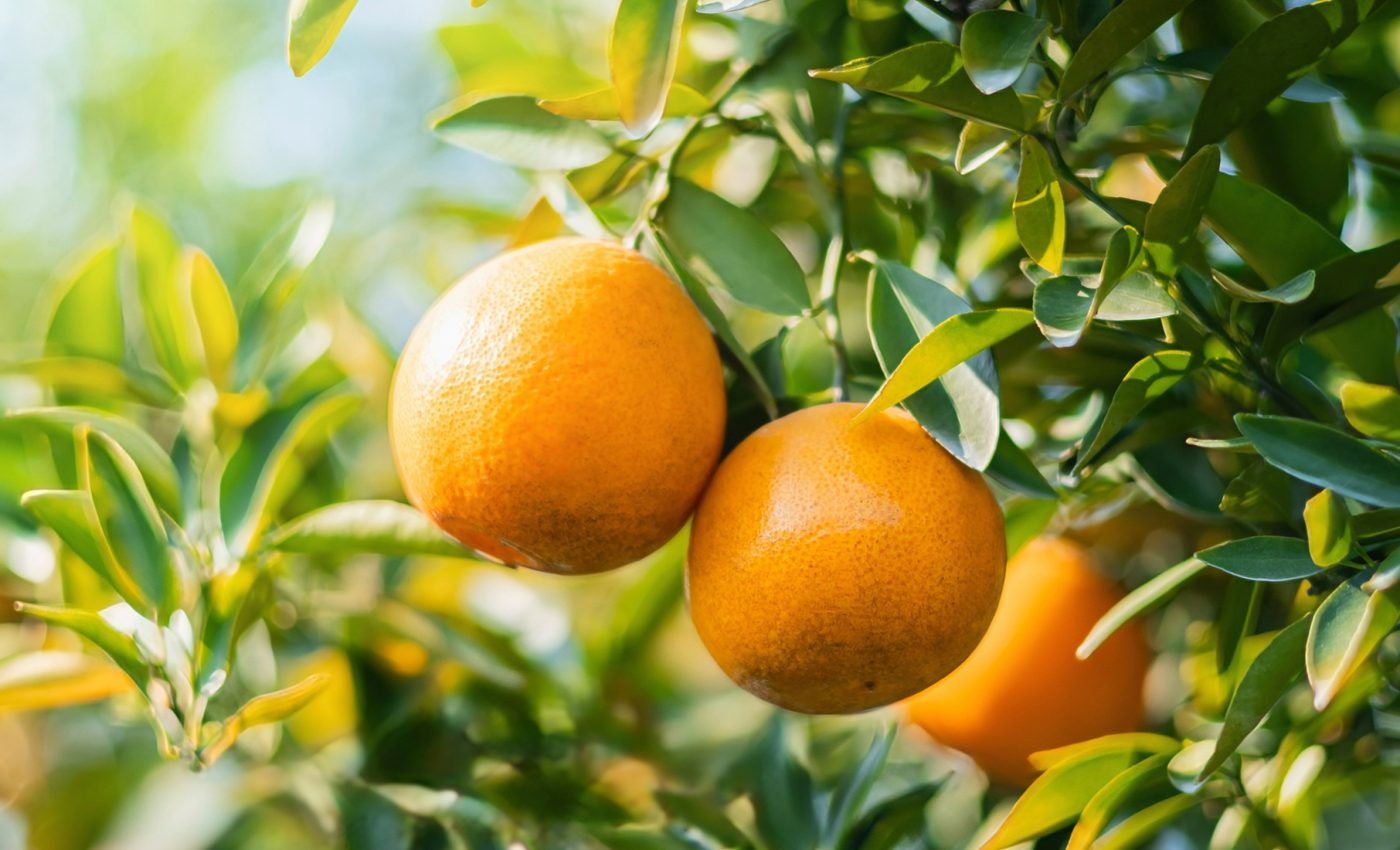 Tree crops: A path to feeding the world and saving the planet