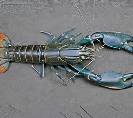 2025/01/Dusty-crayfish.jpg