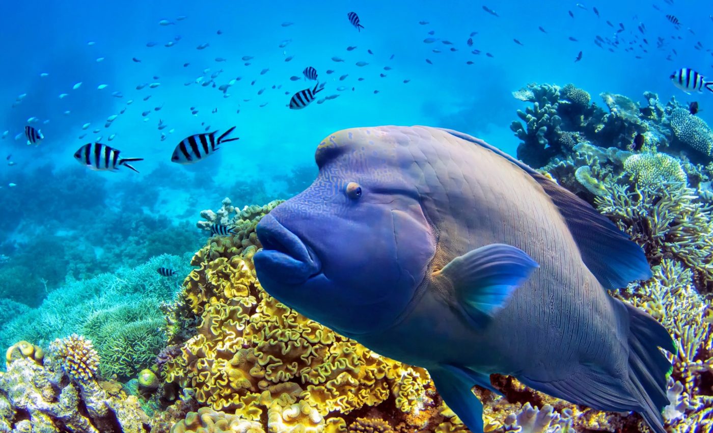 Fish diversity has changed dramatically on the Great Barrier Reef