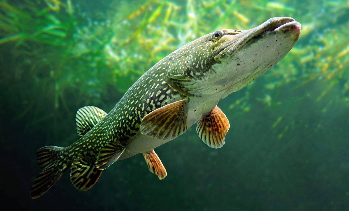 Northern pike are sneaking through the ocean to invade new lakes