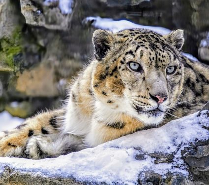 2025/01/Snow-leopard-evolution.jpg